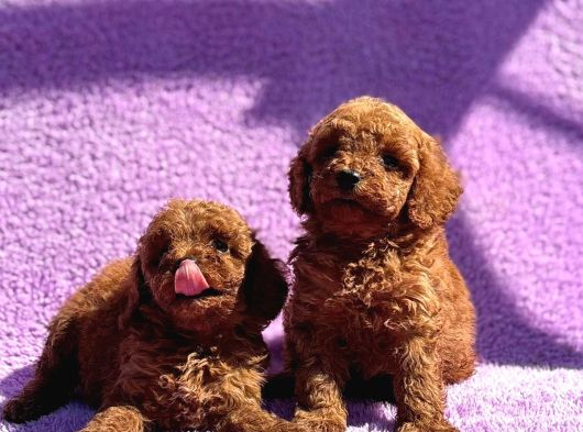 Tatlı Toy Poodle Bebışler