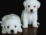 HEM HESAPLI HEM DE ORJİNAL MALTESE TERİER BEBEKLER