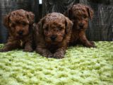 Sahi̇bi̇nden Gerçek Toy Poodle Yavrular