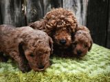 Sahi̇bi̇nden Gerçek Toy Poodle Yavrular