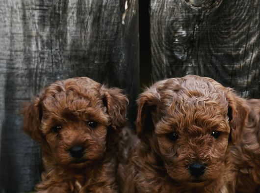 Sahi̇bi̇nden Gerçek Toy Poodle Yavrular görsel