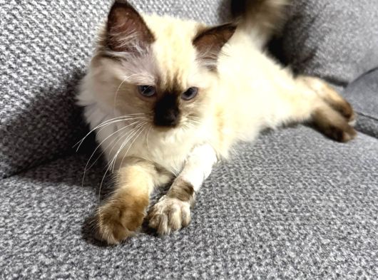 4 Aylık Ragdol Kedi görsel