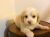 Topaç Gibi Maltipoo Bebeğimiz