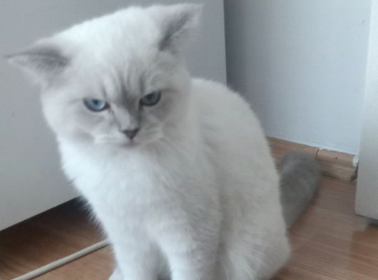 7 Aylık Dişi British Shorthair görsel