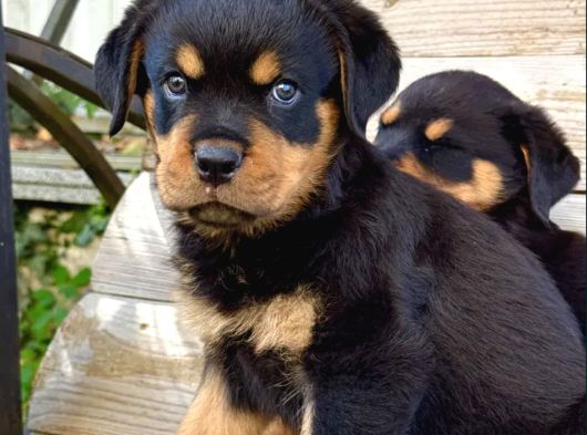 Macar Kafa Rotweiler