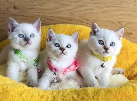 Okyanus Gözlü Point British Shorthair Yavrularım görsel