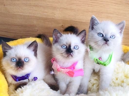 Okyanus Gözlü Point British Shorthair Yavrularım görsel