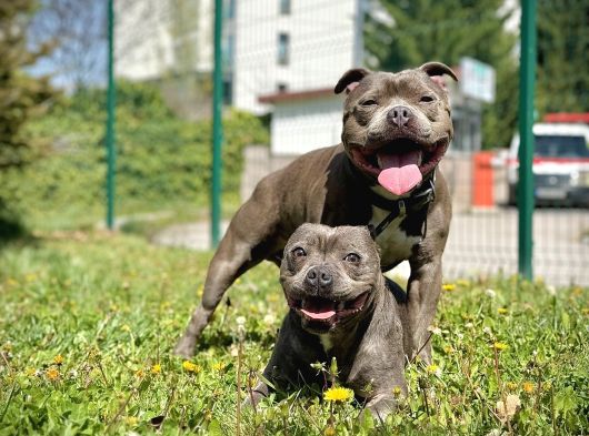 Scr Belgeli Staffordshire Bull Terrier görsel