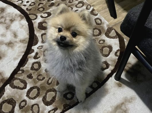 Pomeranian Boo görsel