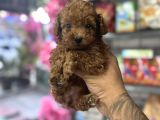 Toy poodle korekan safkan bebekler