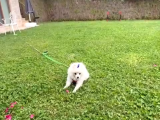 Türkiyenin En Uygun Fi̇yatli Saf Irk Pomeranianı Acil Satılık
