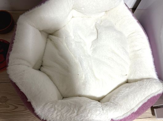 4 Aylık Ragdol Kedi görsel
