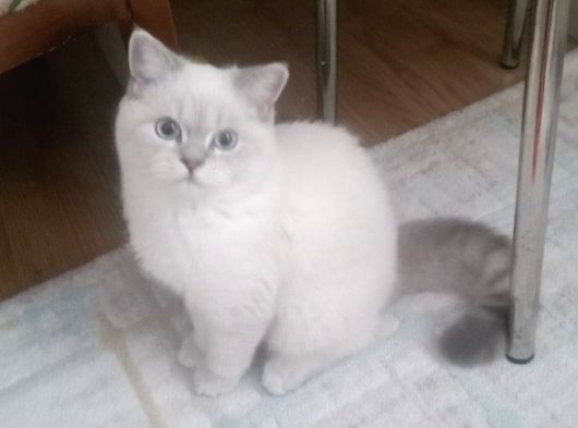7 Aylık Dişi British Shorthair
