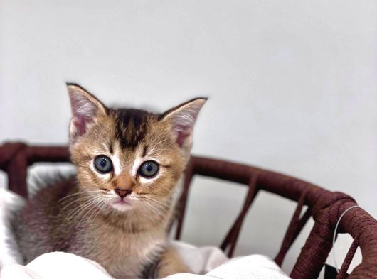 Üst Düzey Kali̇tede Bri̇ti̇sh Shorthai̇r Golden Tabby Yavrular görsel