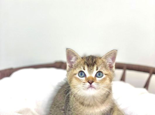 Üst Düzey Kali̇tede Bri̇ti̇sh Shorthai̇r Golden Tabby Yavrular görsel