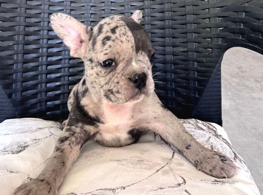 Aileden French Bulldog Bebekler