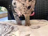Aileden French Bulldog Bebekler