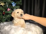 Son 2 Erkek Golden Bebekler