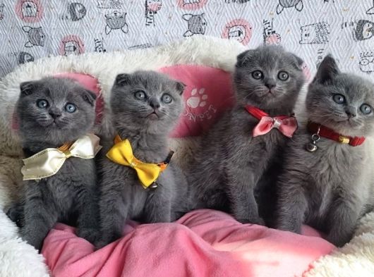 Ayı Suratlı Lilac Scotısh Fold Bebeklerim görsel