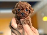 Teacup Korea Orji̇nal Kg Garanti̇li̇ Bebekler