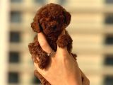 Teacup Korea Orji̇nal Kg Garanti̇li̇ Bebekler