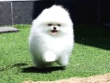 Yarişma Düzeyi̇ Baby Face
