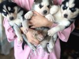 Her renk husky bebekler mevcuttur safkan