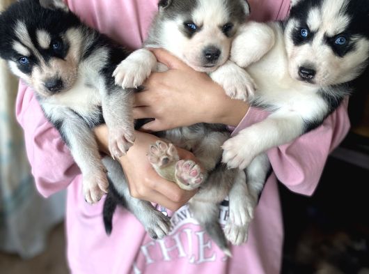 Her Renk Husky Bebekler Mevcuttur Safkan