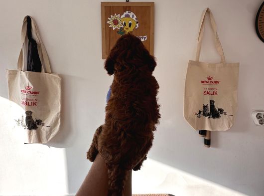 Redbrown Toy Poodle Yavruları görsel