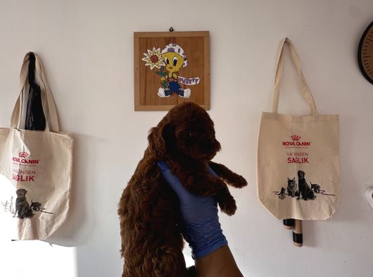 Redbrown Toy Poodle Yavruları görsel