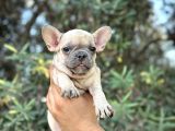 Özel Renk Renkli̇ Gözlü French Buldog Yavrular
