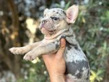 Özel Renk Renkli̇ Gözlü French Buldog Yavrular