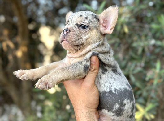 Özel Renk Renkli̇ Gözlü French Buldog Yavrular görsel