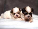 Mükemmel Kali̇te Shihtzu Erkek Yavrularim