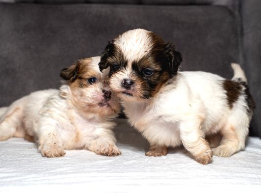Mükemmel Kali̇te Shihtzu Erkek Yavrularim görsel