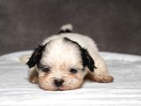 Mükemmel Güzelli̇kte Shihtzu Kizimiz