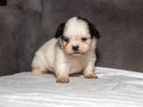 Mükemmel Güzelli̇kte Shihtzu Kizimiz