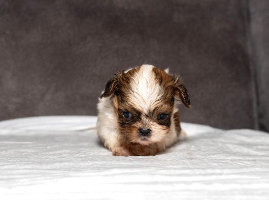 Micro Boy Shihtzu Oğlumuz görsel