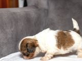 Micro Boy Shihtzu Oğlumuz