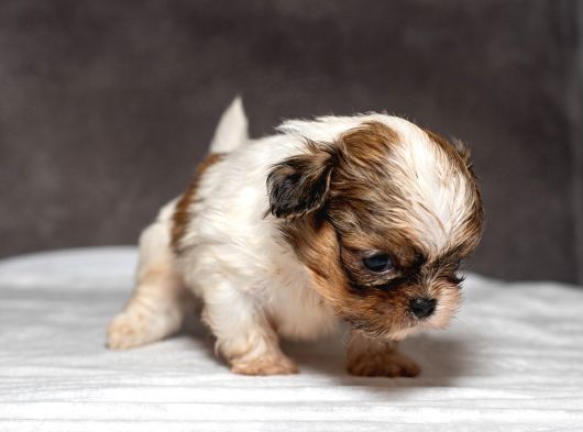 Micro Boy Shihtzu Oğlumuz görsel