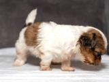 Micro Boy Shihtzu Oğlumuz