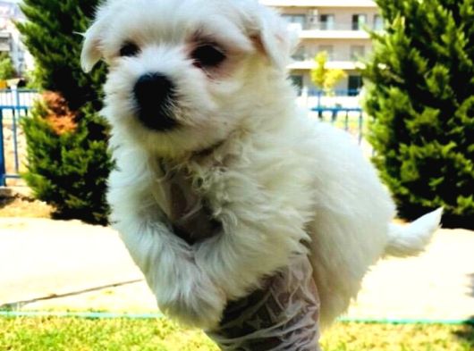 Minnak Maltipo Bebeklerim Aşılı Ve Pet Eğitimli görsel