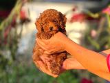 TEACUP KOREA ORJİNAL KG GARANTİLİ BEBEKLER