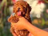 TEACUP KOREA ORJİNAL KG GARANTİLİ BEBEKLER