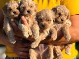 TEACUP MALTİPOO
