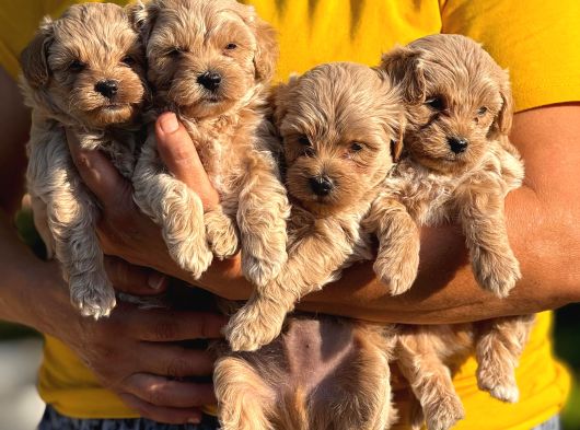 Teacup Malti̇poo