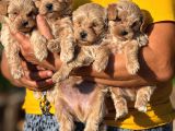 Teacup Malti̇poo