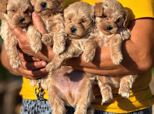 Teacup Malti̇poo görsel