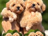 Mi̇croteacup  F1 Malti̇poo Bebekler