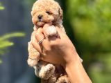 Mi̇croteacup  F1 Malti̇poo Bebekler